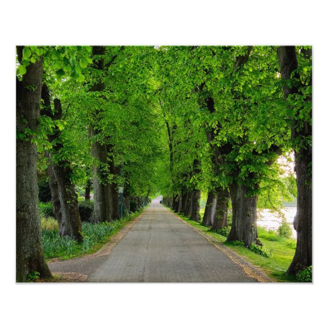 Bäume Fotodruck (Vorne)