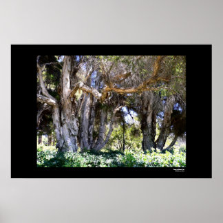Bäume im Balboa Park Poster