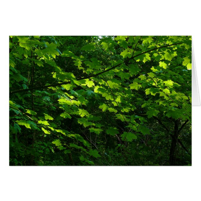 Bäume im Frühling. Bute Park, Cardiff. Wales (Vorderseite (Horizontal))