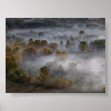 Bäume im Morgennebel