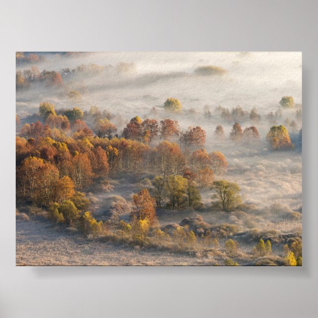 Bäume im Morgennebel Poster (Vorne)