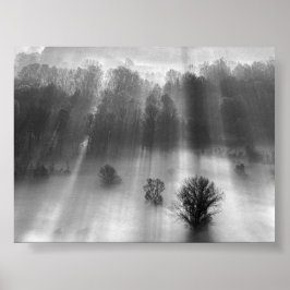 Bäume im Morgennebel Poster
