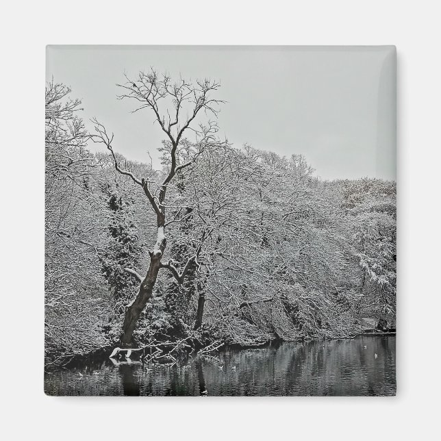 Bäume im Wasser Magnet (Vorne)