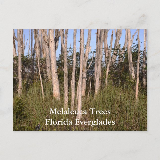 Bäume in den Everglades, Melaleuca TreesFlorida... Postkarte (Vorderseite)
