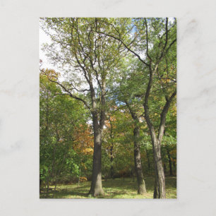 Bäume in einem Park Postkarte