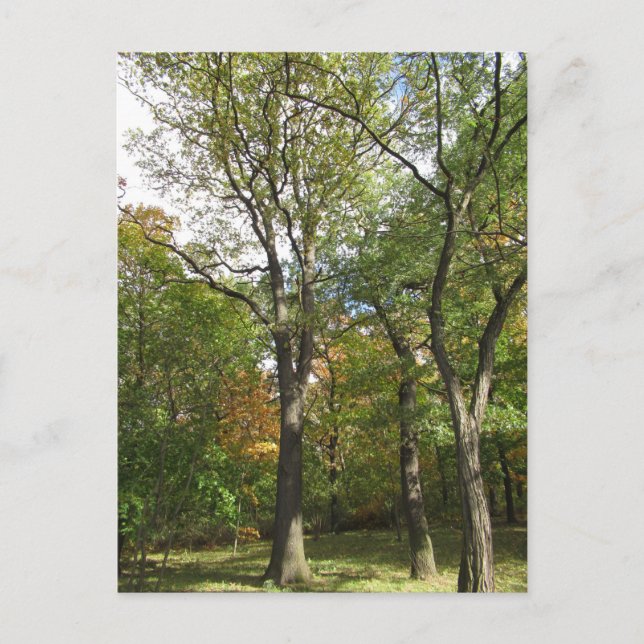 Bäume in einem Park Postkarte (Vorderseite)