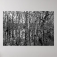 Bäume in einem schwarz-weißen Wald. Schönheit in