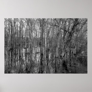 Bäume in einem schwarz-weißen Wald. Schönheit in Poster