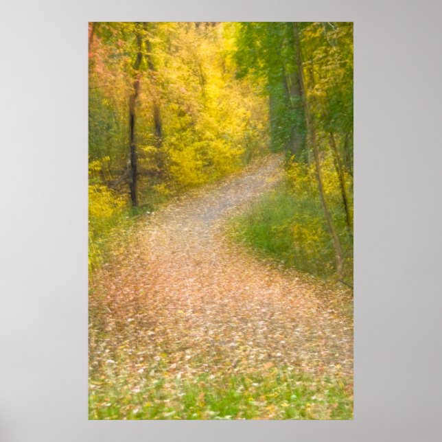 Bäume in Herbstfarben und mit Leaf bedeckter Allee Poster (Vorne)