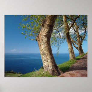 Bäume mit Blick auf den Ozean Poster