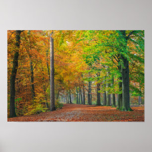 Bäume mit Herbstblättern in einem Wald Poster