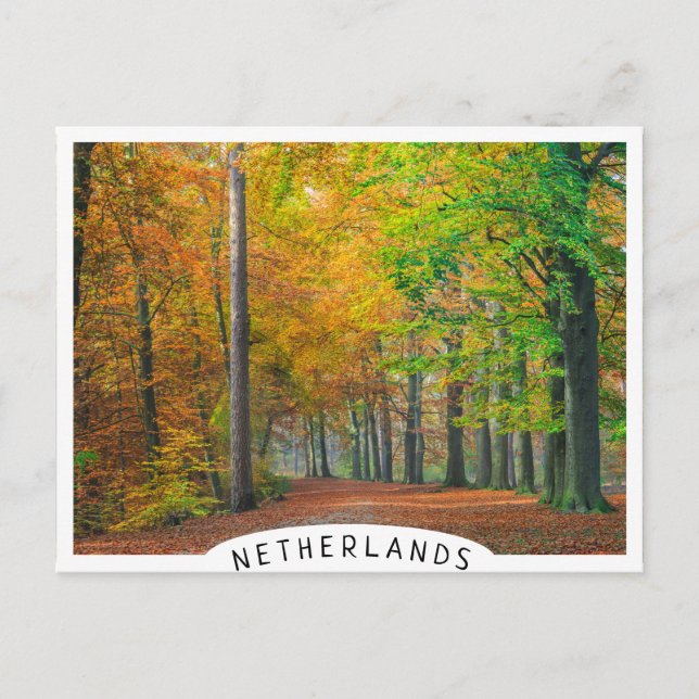 Bäume mit Herbstblättern in einem Wald Postkarte (Vorderseite)