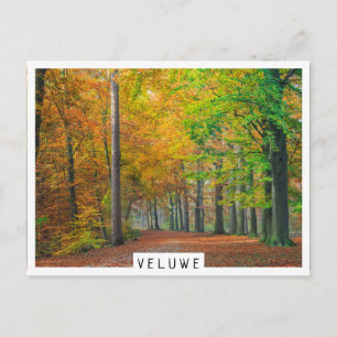 Bäume mit Herbstblättern in einem Wald Postkarte
