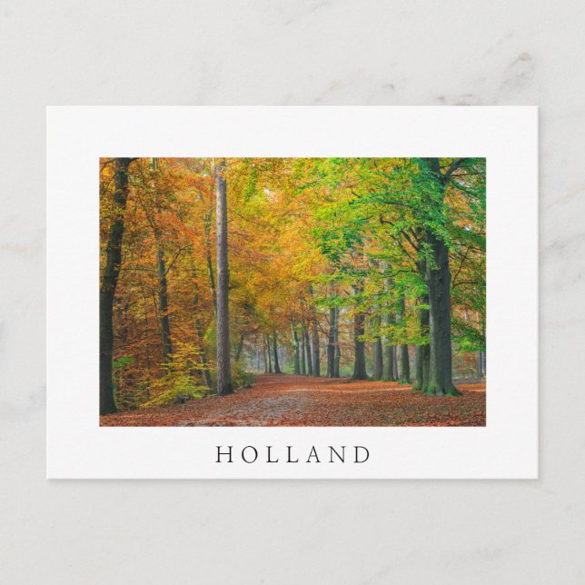 Bäume mit Herbstblättern in einem Wald Postkarte (Vorderseite)