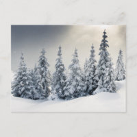 Bäume mit Hoarfrost und Schnee bedeckt