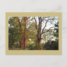 Bäume mit Red Ivy Postcard Postkarte