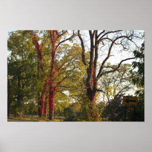 Bäume mit Red Ivy Poster