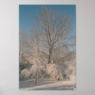 Bäume nach dem Schneeplakat Poster
