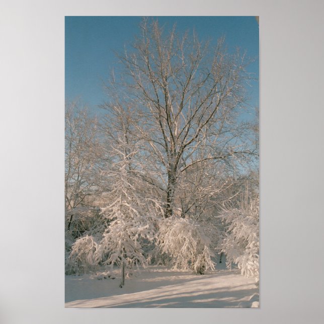 Bäume nach dem Schneeplakat Poster (Vorne)