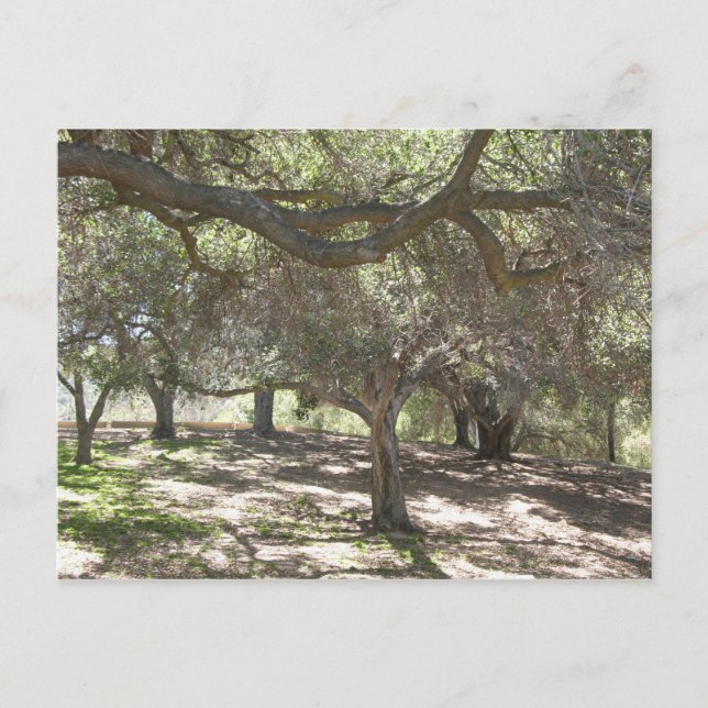 Bäume - Postkarte (Vorderseite)