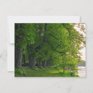 Bäume Postkarte