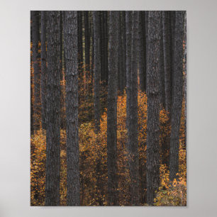Bäume und goldenes Herbstblättern Poster