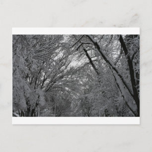 "Bäume und Schnee" von Coressel Productions Postkarte
