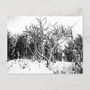 Bäume und Schneeszene, schwarz und weiß Postkarte