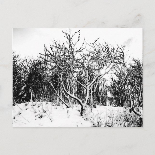 Bäume und Schneeszene, schwarz und weiß Postkarte (Vorderseite)