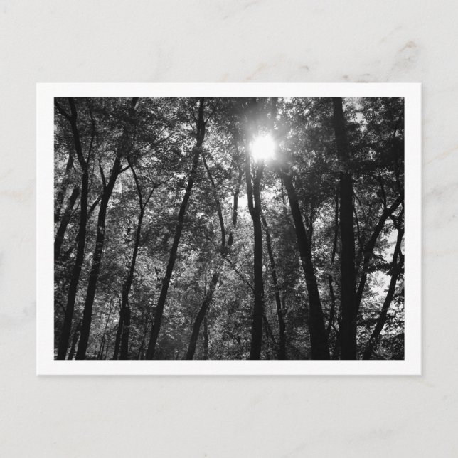 Bäume und Sonne (1) Postkarte (Vorderseite)