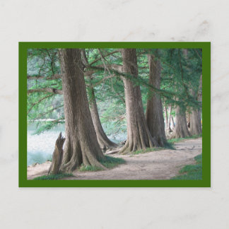 Bäume von gestern, Postkarten