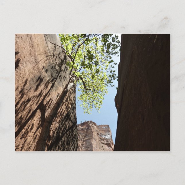 Bäume wachsen zwischen Felsen im Zion Nationalpark Postkarte (Vorderseite)
