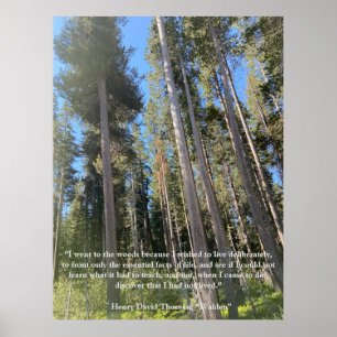 Bäume Wald Woods Thoreau Inspirierend Poster