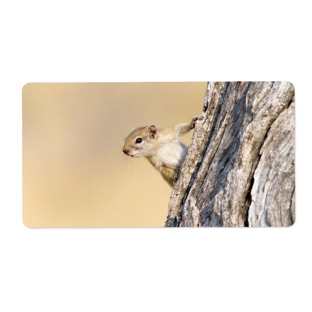 Baumeichhörnchen (Vorne)