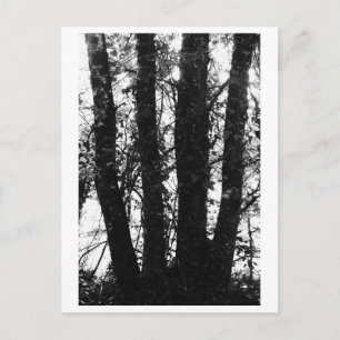 Baumfotografie - Arden Postkarte