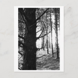 Baumfotografie - Druantia Postkarte