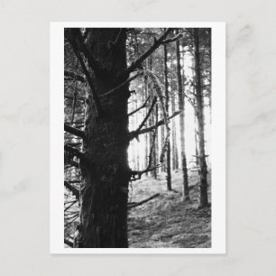 Baumfotografie - Druantia Postkarte