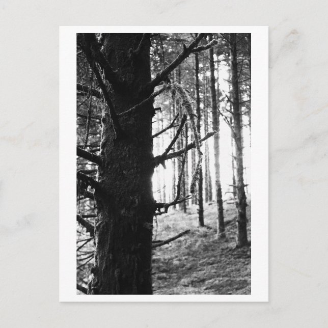 Baumfotografie - Druantia Postkarte (Vorderseite)