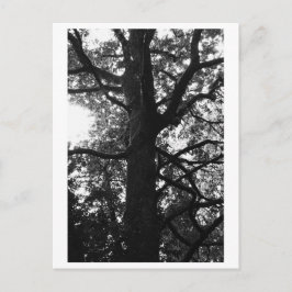 Baumfotografie - Feronia Postkarte
