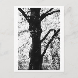 Baumfotografie - Ilana Postkarte