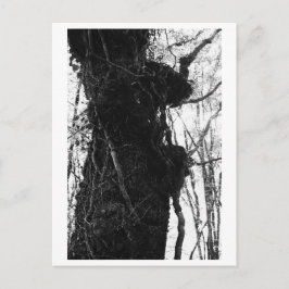 Baumfotografie - Moriko Postkarte