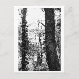 Baumfotografie - Nikki Postkarte