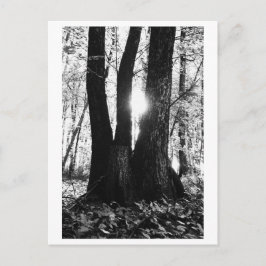 Baumfotografie - Oriana Postkarte