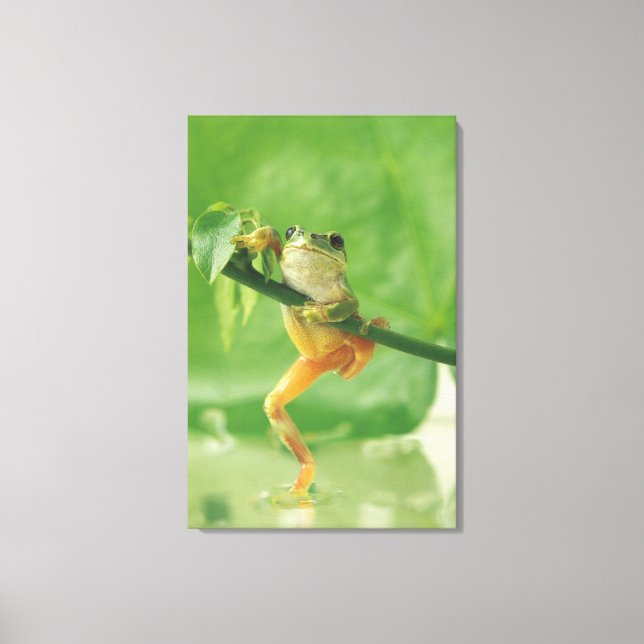 Baumfrosch 6 leinwanddruck (Vorderseite)