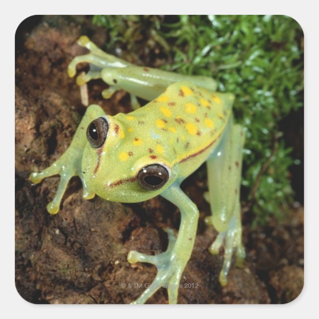 Baumfrosch (Hylidae) Quadratischer Aufkleber (Vorderseite)