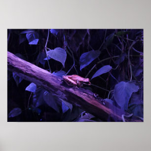 Baumfrosch in Costa Rica Poster
