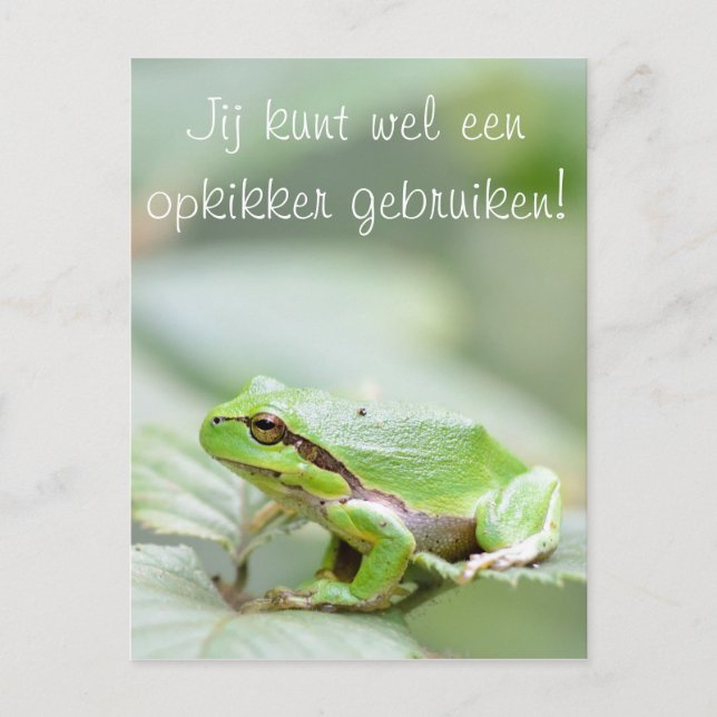 Baumfrosch mit dem Text 'Opkikker' Postkarte (Vorderseite)