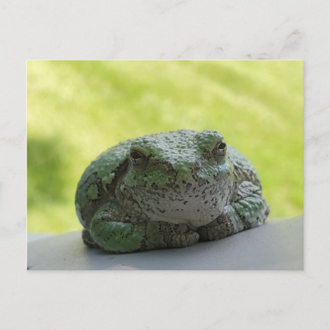 Baumfrosch Postkarte (Vorderseite)