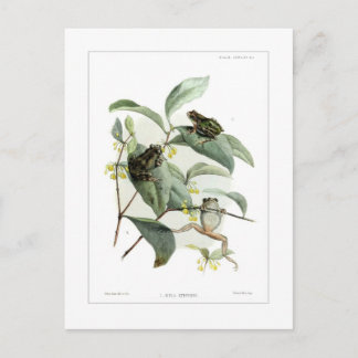 Baumfrösche Postkarte