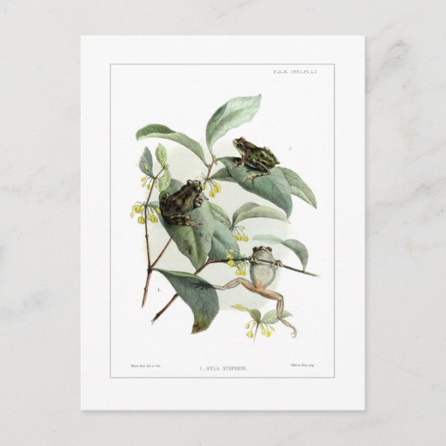 Baumfrösche Postkarte (Vorderseite)